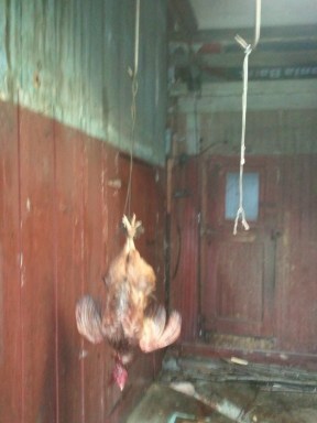 Letting the chicken bleed out