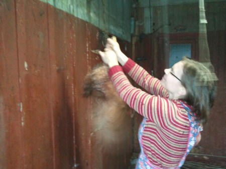 Stringing up the chicken