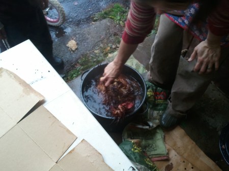 Dunking the chicken to loosen the feathers