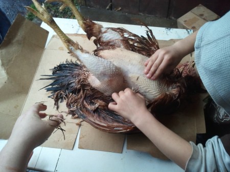 Plucking the chicken
