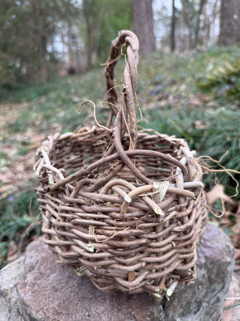 wisteria